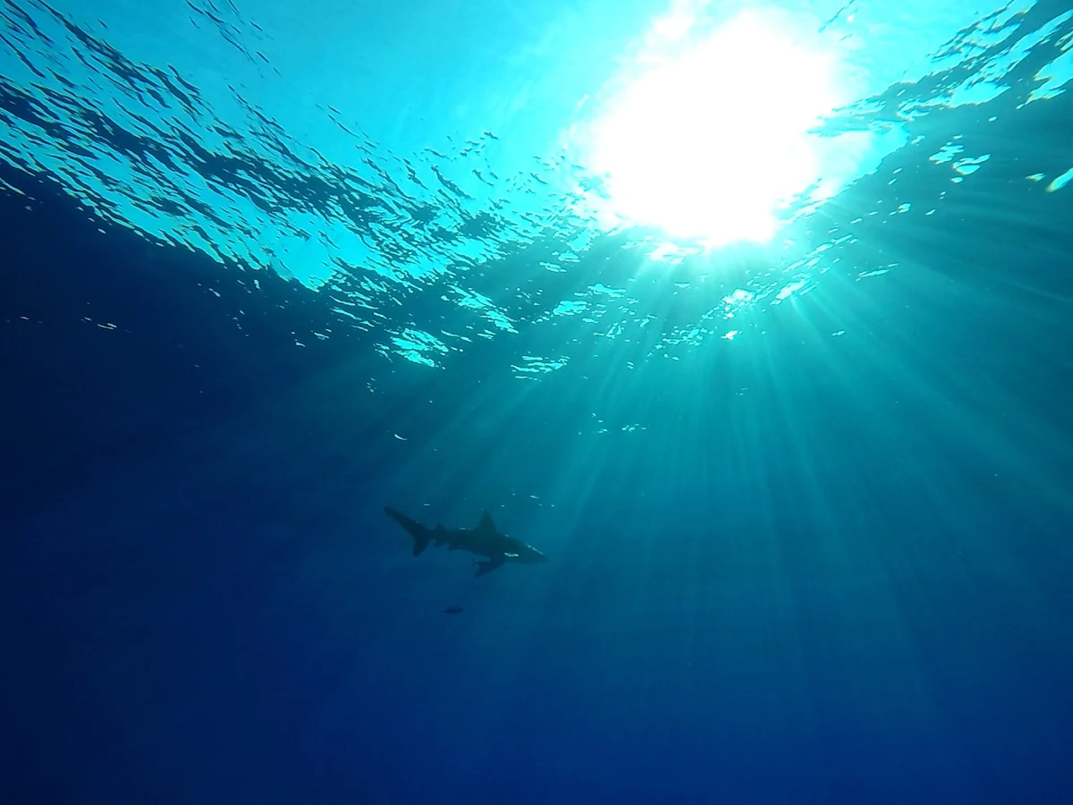 Do tragicznego zdarzenia doszło w pobliżu popularnego kurortu turystycznego w Egipcie - Hurghady. Rekin zaatakował 68-letnią turystkę. Kobieta nie przeżyła.  
