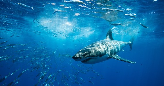 W pobliżu popularnego kurortu turystycznego w Egipcie - Hurghady rekin zaatakował dwie kobiety. Obie niestety zginęły.