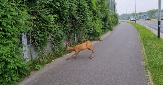 Ranna sarna leży na ścieżce rowerowej w rejonie ulicy Grota Roweckiego w Krakowie. Takie zgłoszenie dostaliśmy na Gorącą Linię RMF FM. Nie wiadomo było co stało się zwierzęciu. Być może próbowało pokonać pobliską jezdnię i tam zostało potrącone przez samochód. 
