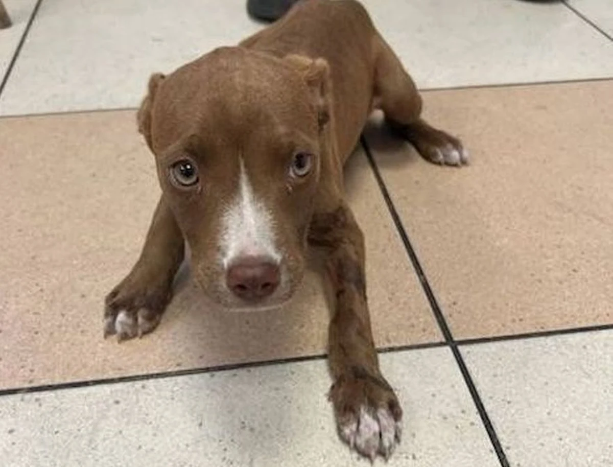 Szczeniaka pozostawionego w rozgrzanym samochodzie uwolnili policjanci z komisariatu na Suchaninie. Pies był odwodniony i przegrzany. Trafił do weterynarza, który podał mu kroplówkę.