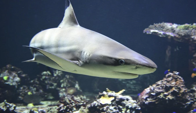 Ataki rekinów w popularnych kurortach turystycznych. Gdzie w Europie trzeba uważać?