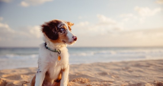 Wybierasz się nad Bałtyk w towarzystwie swojego czworonożnego przyjaciela? Pamiętaj, że wiele plaż jest zamkniętych dla psów, ale przybywa takich, na których pupil jest mile widziany. Sprawdź, jakie to miejsca!