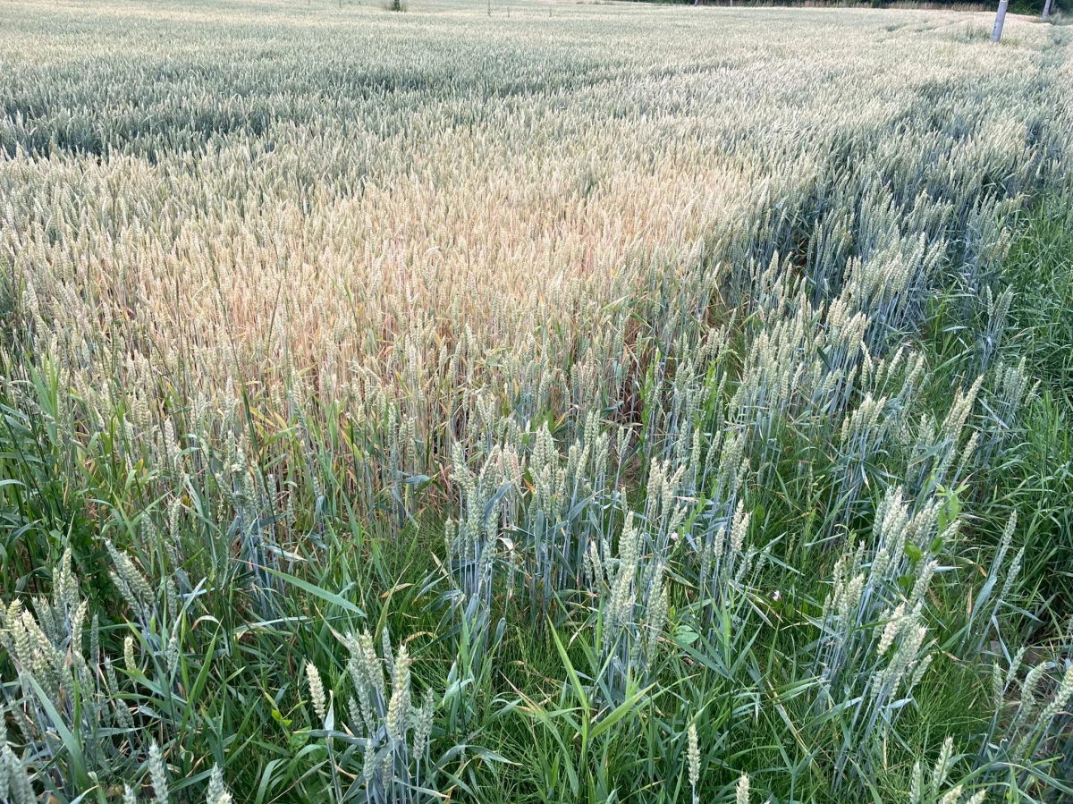 W wielu regionach Polski rolnicy mierzą się z suszą. Przez brak wody na niektórych polach straty mogą sięgać nawet 60-70 procent. Rolnicy alarmują - zboże będzie gorszej jakości i będzie go mniej. Obecnie susza występuje w prawie 1690 gminach naszego kraju. Obejmuje zatem ok. 70 proc. terenów w Polsce.