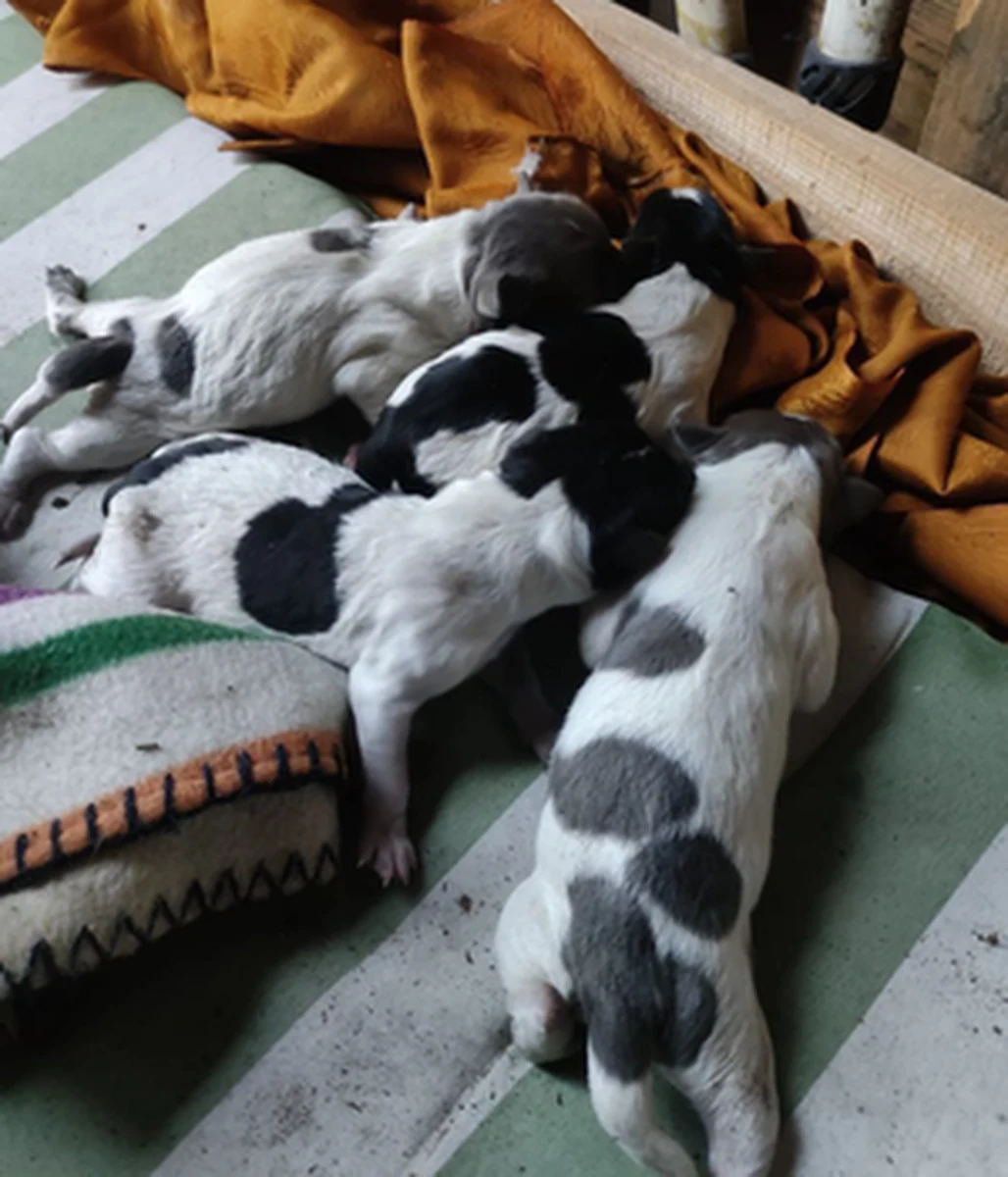 Nawet 5 lata więzienia grozi 66-latce, która zakopała na swojej posesji cztery szczeniaki. Pieski przeżyły. Kobieta usłyszała zarzut usiłowania zabicia zwierząt ze szczególnym okrucieństwem.

