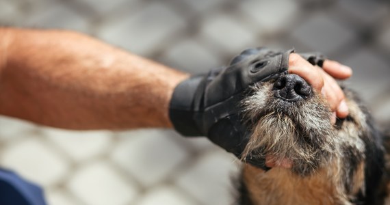 Do trzech lat więzienia grozi 43-latkowi, który znęcał się nad psem. Od śmierci zwierzę uratowali sąsiedzi, którzy wyrwali mężczyźnie siekierę z rąk i wezwali policję. Pies trafił do schroniska, a jego właściciel do aresztu.