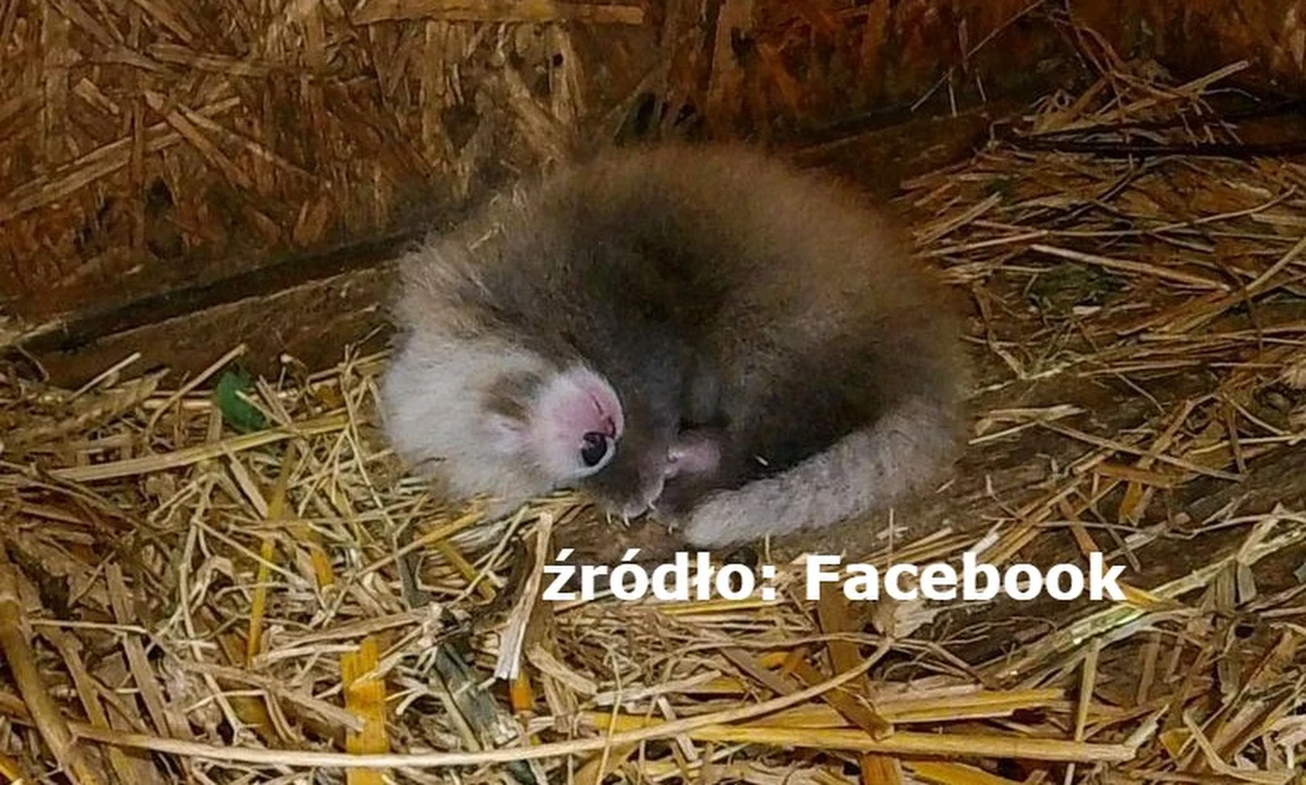 ​Panda mała, występująca w Azji - od Himalajów po Syczuan i Birmę - urodziła się w łódzkim ogrodzie zoologicznym. "Nasza radość jest tym większa, że jest to gatunek zagrożony wyginięciem" - zaznaczyła opiekunka pand małych w łódzkim zoo Magdalena Hołysz.