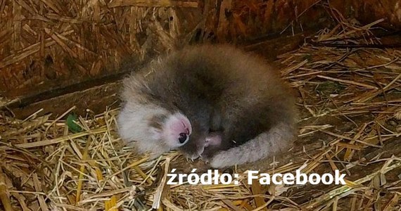 ​Panda mała, występująca w Azji - od Himalajów po Syczuan i Birmę - urodziła się w łódzkim ogrodzie zoologicznym. "Nasza radość jest tym większa, że jest to gatunek zagrożony wyginięciem" - zaznaczyła opiekunka pand małych w łódzkim zoo Magdalena Hołysz.