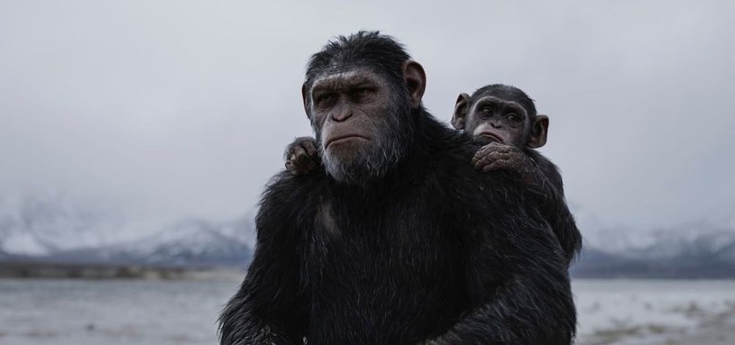 1 sierpnia w Australii rozpoczną się zdjęcia do nowego filmu serii "Planeta Małp". "The Kingdom of the Planet of the Apes" ma być początkiem nowej trylogii. 