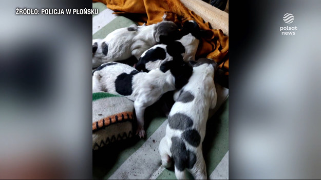 Stosunek do zwierząt świadczy o naszym człowieczeństwie albo braku. W Baboszewie, na Mazowszu, 66-latka zakopała w ogrodzie cztery szczeniaki. Kobieta już usłyszała zarzut usiłowania zabicia zwierząt ze szczególnym okrucieństwem. Grozi jej nawet 5 lat więzienia. Pieski przeżyły.