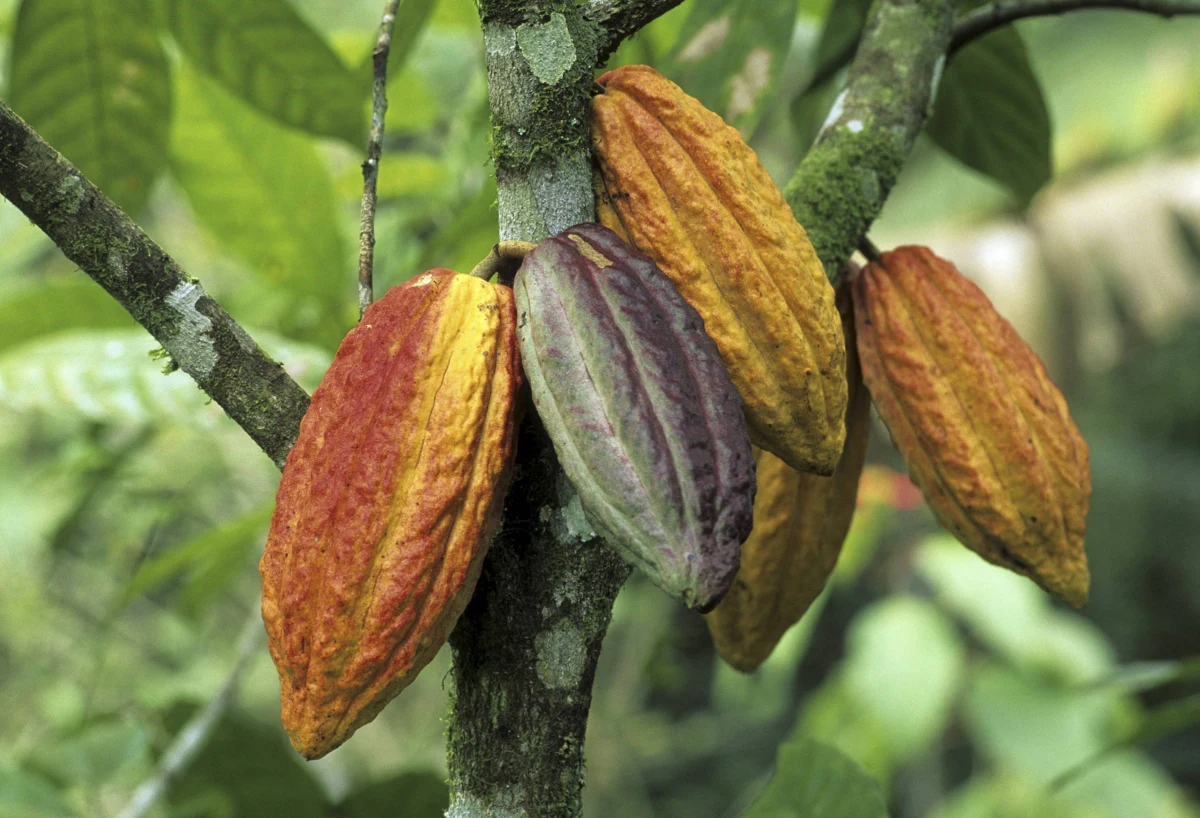 Dziś Światowy Dzień Czekolady. Kojarzy nam sie ze słodkim deserem, chwilą przyjemności, produktem tanim i łatwo dostępnym. Jednak kulisy produkcji czekolady i kakao nie są ani przyjemne, ani słodkie. A rolnicy, którzy uprawiają kakaowce zarabiają na tym najmniej. 
