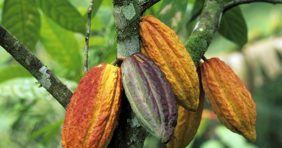 Dziś Światowy Dzień Czekolady. Kojarzy nam sie ze słodkim deserem, chwilą przyjemności, produktem tanim i łatwo dostępnym. Jednak kulisy produkcji czekolady i kakao nie są ani przyjemne, ani słodkie. A rolnicy, którzy uprawiają kakaowce zarabiają na tym najmniej. 