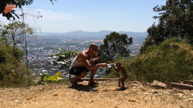 Zawodnik UFC Mike Swick próbował zaprzyjaźnić się ze zabłąkaną małpą, oferując jej trochę wody, ale małpa nie była usatysfakcjonowana tylko jednym łykiem i postanowiła wziąć całą butelkę dla siebie.