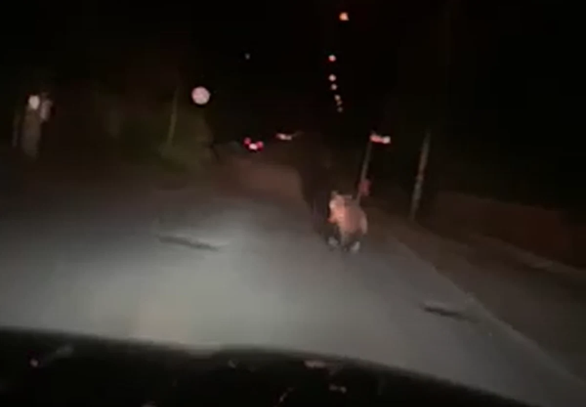 Niedźwiedź biegał w czwartek wieczorem po ulicy Szopena w Sanoku. Jego spacer zarejestrował telefonem komórkowym jeden z mieszkańców. Prawdopodobnie to młoda, około dwuletnia niedźwiedzica, która szuka swojego miejsca.

