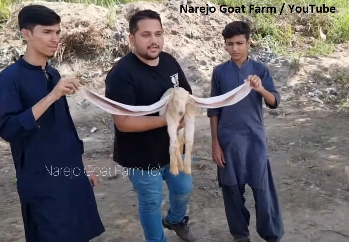 Niektóre gwiazdy mediów społecznościowych zdobywają sławę wyglądem, inne żartami. Tymczasem mały kozioł Simba podbił sieć swoimi zadziwiająco długimi uszami – mają ponad 55 cm. I nadal rosną.