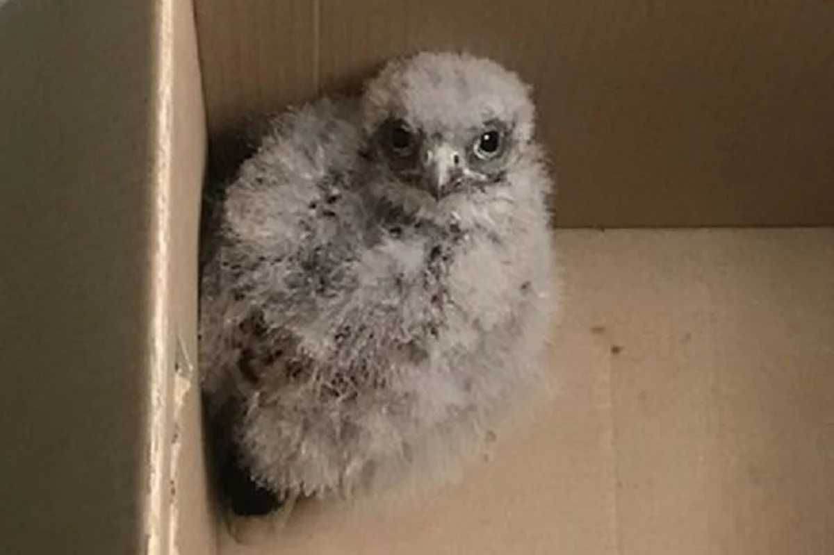 Pisklę leżało na betonowym dziedzińcu IV Komisariatu Policji w Łodzi, gdy zostało znalezione przez mundurowych. Młoda pustułka trafiła do Ośrodka Rehabilitacji Dzikich Zwierząt.