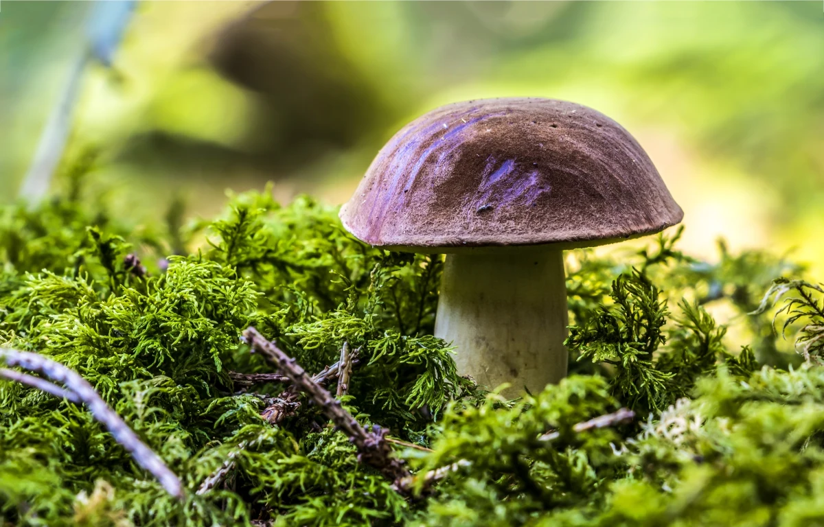 ​Po ostatnich deszczach w Beskidach pojawiły się grzyby. Znaleźć można borowiki i koźlarze, a z ciekawszych grzybów - mleczaja smacznego, który ma rybny posmak - powiedział grzyboznawca Justyn Kołek.