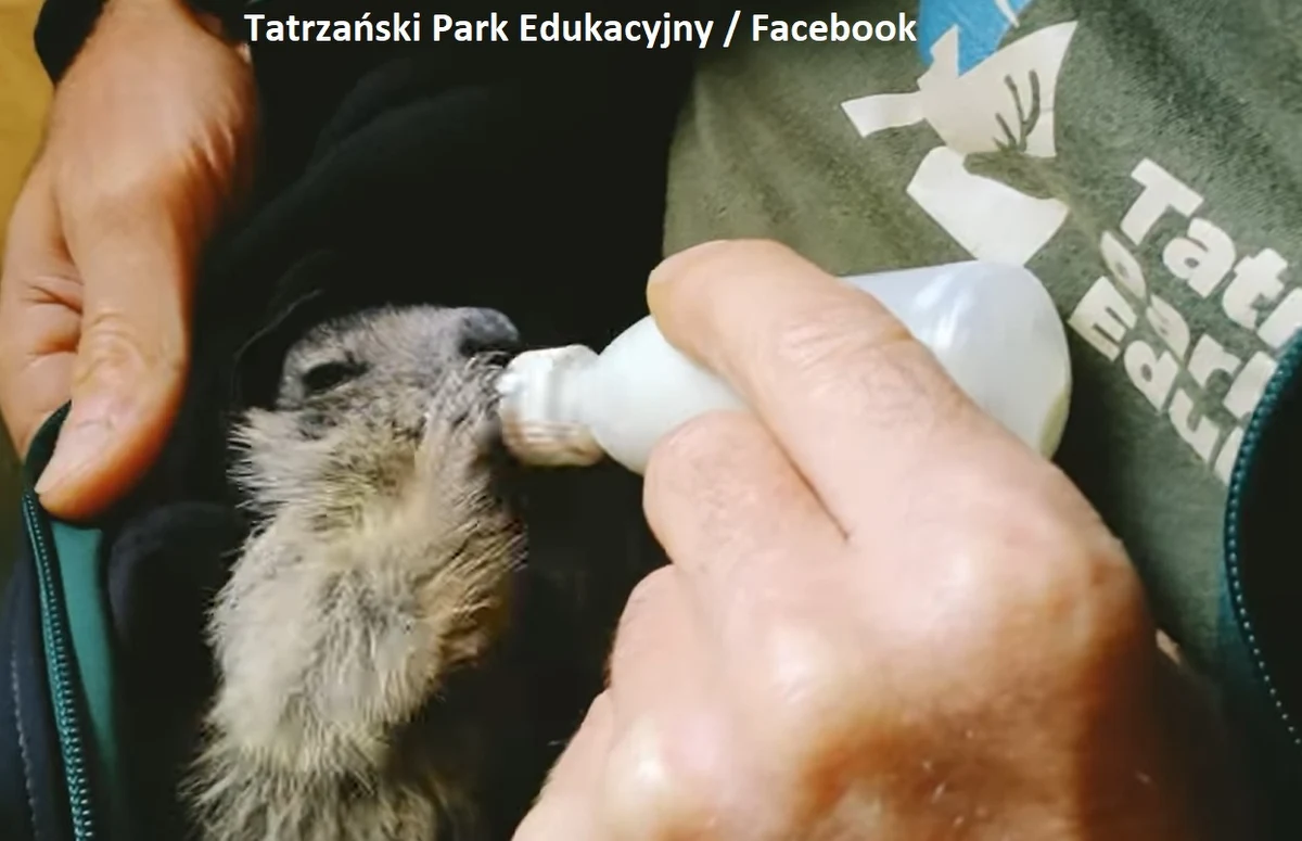 ​Świstaki alpejskie przyszły na świat w Tatrzańskim Parku Edukacyjnym pod Wielką Krokwią. Znalazły swój dom w prywatnym mini zoo - podaje gazetakrakowska.pl