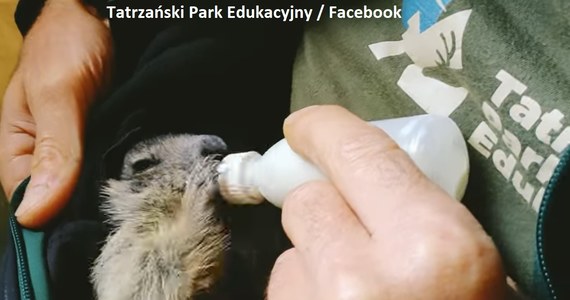 ​Świstaki alpejskie przyszły na świat w Tatrzańskim Parku Edukacyjnym pod Wielką Krokwią. Znalazły swój dom w prywatnym mini zoo - podaje gazetakrakowska.pl