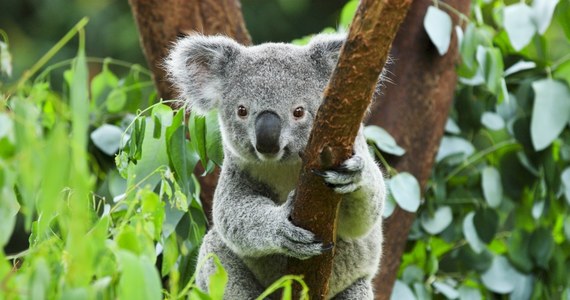 Wszczęto śledztwo w związku z tajemniczą śmiercią w czerwcu 13 koali i kolejnych trzech odnalezionych w późniejszym czasie na plantacji eukaliptusa w australijskim stanie Wiktoria - przekazało biuro lokalnego konserwatora przyrody.