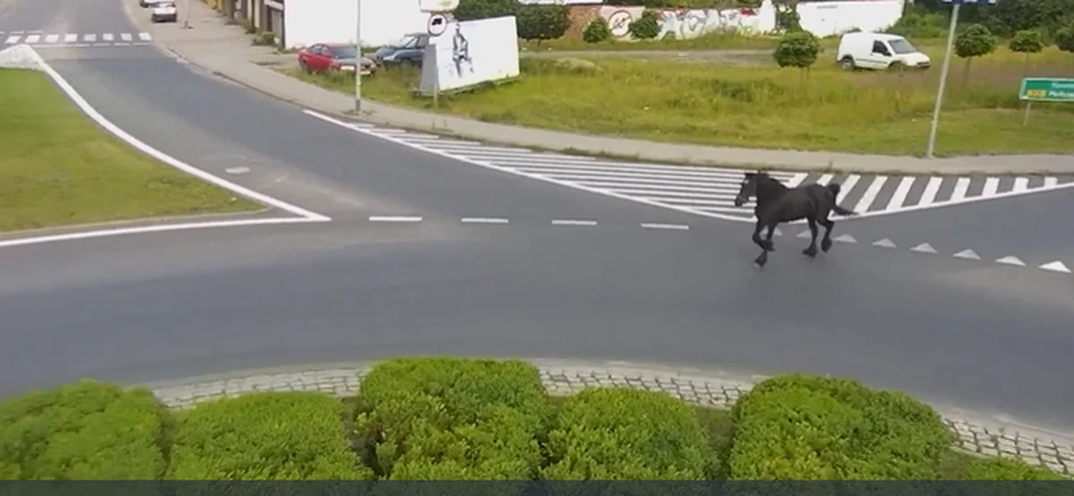 Po jednej z bardziej ruchliwych ulic w Szczecinku biegał w weekend koń. Uciekiniera schwytali policjanci. Zwierzę wróciło do zagrody.

