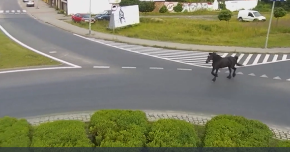 Po jednej z bardziej ruchliwych ulic w Szczecinku biegał w weekend koń. Uciekiniera schwytali policjanci. Zwierzę wróciło do zagrody.

