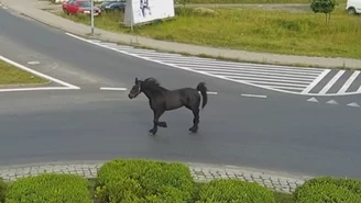 Koń na ulicach Szczecinka. Do akcji wkroczyli policjanci 