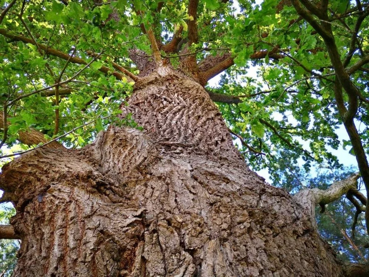 W ramach akcji "100 pomników na 100-lecie Regionalnej Dyrekcji Lasów Państwowych w Poznaniu" w wielkopolskich lasach 100 drzew otrzymało status pomnika przyrody. Są wśród nich wiekowe wiązy, dęby, grusze i czereśnie. Można je odnaleźć w terenie, dzięki interaktywnej mapie.