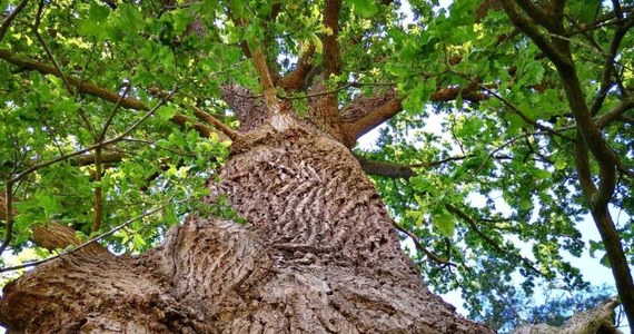 W ramach akcji "100 pomników na 100-lecie Regionalnej Dyrekcji Lasów Państwowych w Poznaniu" w wielkopolskich lasach 100 drzew otrzymało status pomnika przyrody. Są wśród nich wiekowe wiązy, dęby, grusze i czereśnie. Można je odnaleźć w terenie, dzięki interaktywnej mapie.