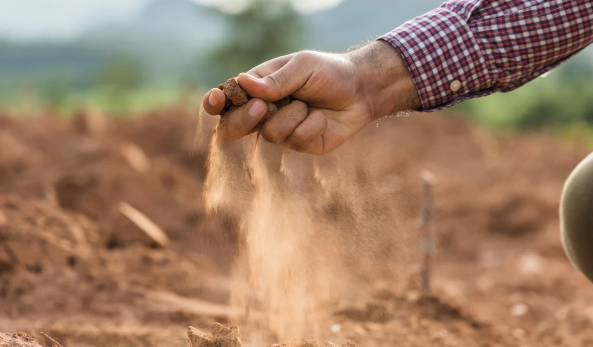 Kilka organizacji rolniczych z Rumunii zaapelowała do rządu tego kraju o ogłoszenie stanu klęski żywiołowej z powodu suszy. Twierdzą one, że straty w wielu powiatach obejmują 80 proc. powierzchni upraw. 