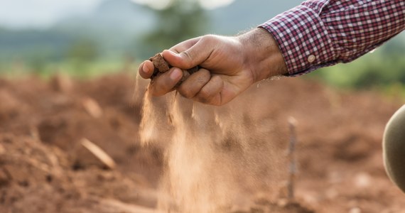 Kilka organizacji rolniczych z Rumunii zaapelowała do rządu tego kraju o ogłoszenie stanu klęski żywiołowej z powodu suszy. Twierdzą one, że straty w wielu powiatach obejmują 80 proc. powierzchni upraw. 