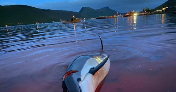 Rząd Wysp Owczych zdecydował, że w tym roku podczas tradycyjnego polowania na delfiny zabitych zostanie 500 sztuk. To skutek fali krytyki po zeszłorocznej rzezi. Tylko jednego dnia mieszkańcy zabili ponad 1400 tych ssaków morskich. Stado zostało zapędzone do największego fiordu na Północnym Atlantyku i zarżnięte nożami.