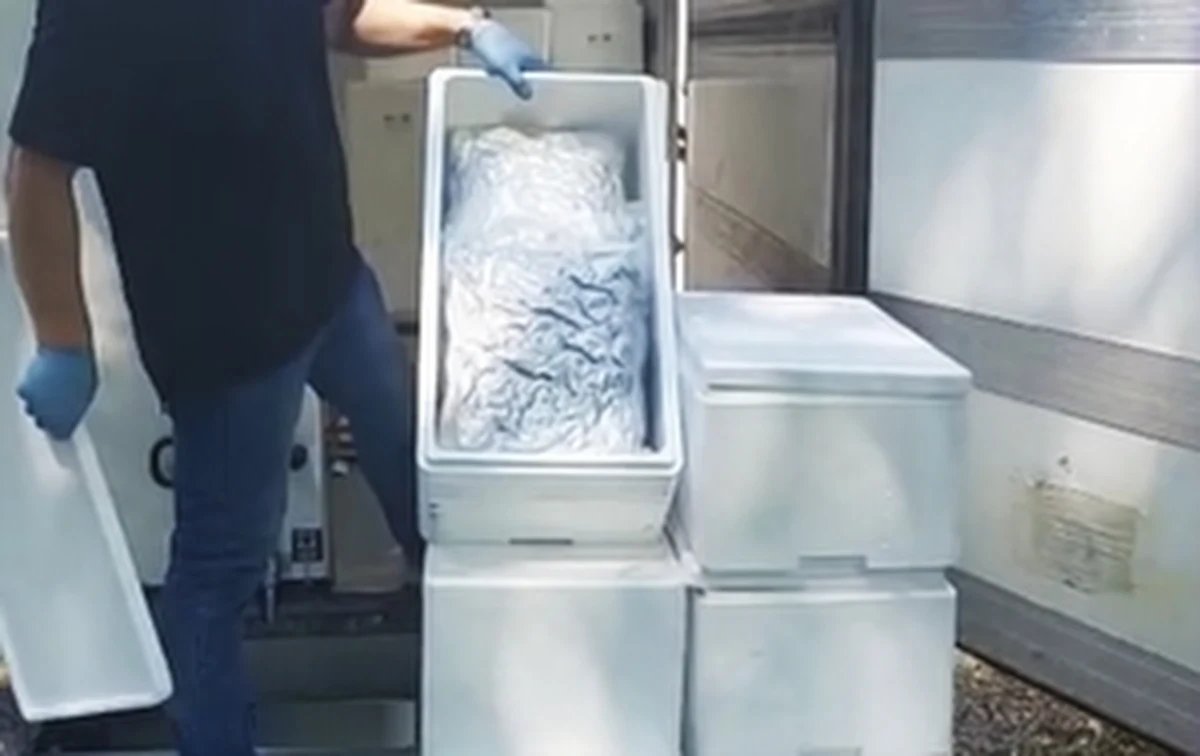 35 kilogramów marihuany przemycili z Hiszpanii do Polski trzej mężczyźni  zatrzymani przez policjantów z Mokotowa. Kierowca z samochodu nie miał pojęcia, że w chłodniach między małżami są ukryte hermetycznie zapakowane worki z suszem.

