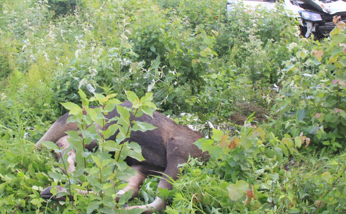 ​Do tragicznego wypadku doszło dziś rano na DK7 w miejscowości Niepiekła w województwie mazowieckim. Pod nadjeżdżający samochód wtargnął łoś. Podróżujący autem 33-latek zmarł na miejscu. 