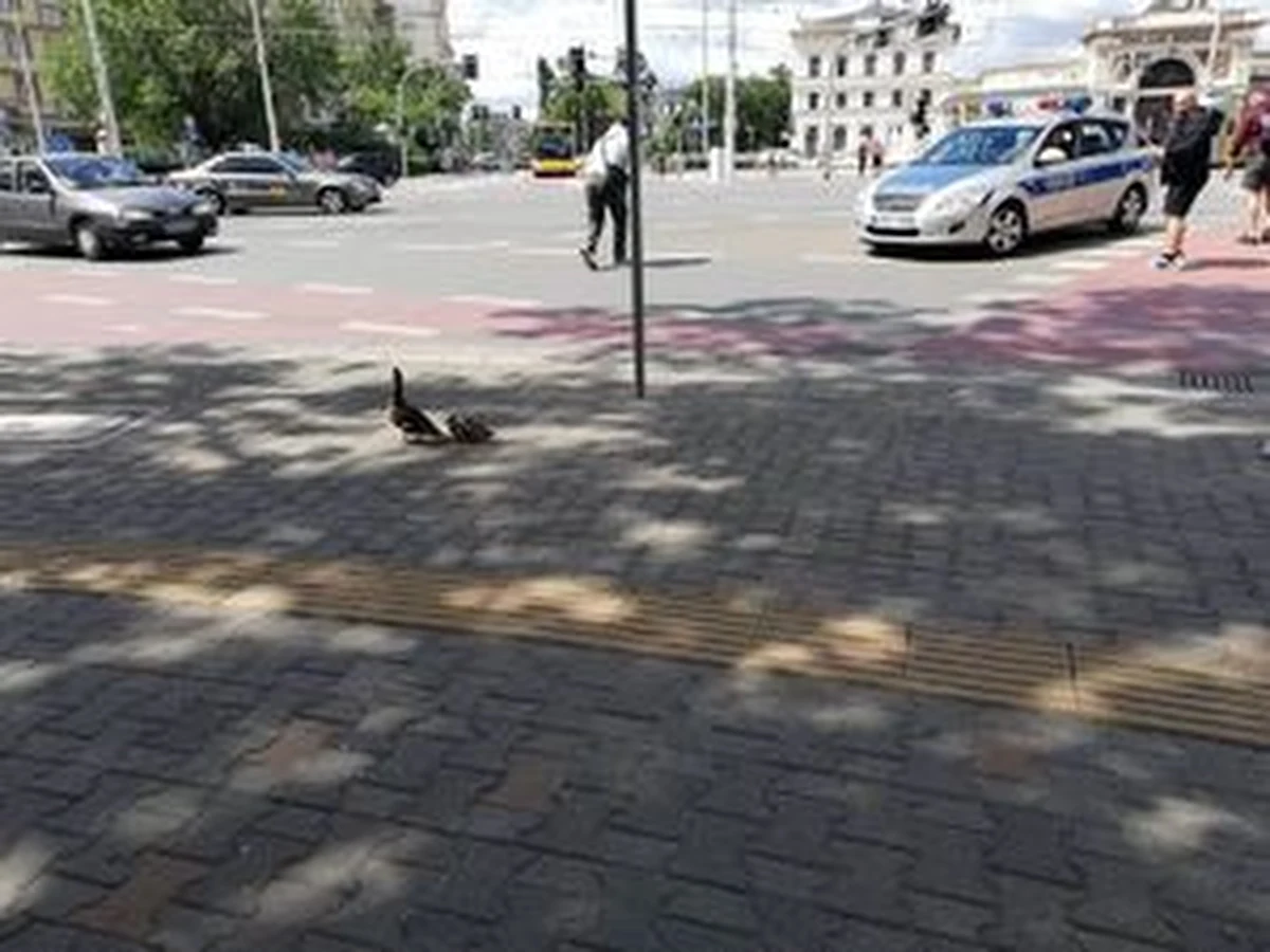 Jeden z wrocławskich policjantów eskortował przez ruchliwe skrzyżowanie kaczą rodzinę i pomógł jej dostać się do akwenu po drugiej stronie drogi. Dzięki mundurowemu, przechodniom i motorniczej ptaki zostały bezpiecznie doprowadzone do celu.