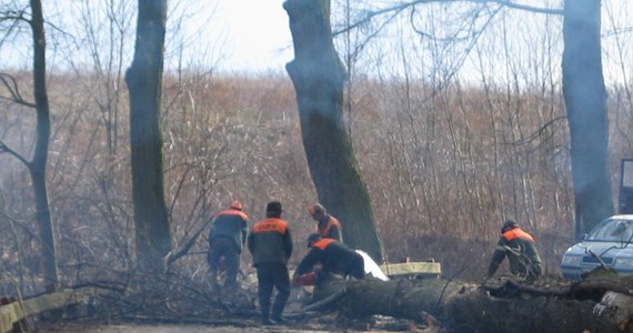 W nadleśnictwach Regionalnej Dyrekcji Lasów Państwowych w Szczecinie trwa usuwanie wiatrołomów po burzach, które przeszły nad regionem na początku lipca. Według wstępnych szacunków leśników masa uszkodzonych drzew to około 44 tys. metrów sześciennych. 