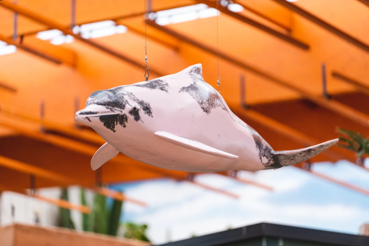 ​Czy różowe delfiny istnieją? Owszem - przekonuje zoo we Wrocławiu. Zamieszkują oceany, ale także co ciekawe rzeki. Latem wrocławski ogród chce poszerzyć ofertę edukacyjną o informacje na temat tych niezwykłych ssaków. W holu Afrykarium można oglądać wystawę „Czy różowe delfiny istnieją”, a na niej modele delfinów w skali 1:1 oraz plansze edukacyjne.