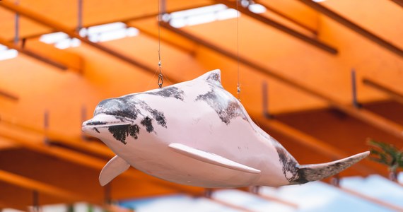 ​Czy różowe delfiny istnieją? Owszem - przekonuje zoo we Wrocławiu. Zamieszkują oceany, ale także co ciekawe rzeki. Latem wrocławski ogród chce poszerzyć ofertę edukacyjną o informacje na temat tych niezwykłych ssaków. W holu Afrykarium można oglądać wystawę „Czy różowe delfiny istnieją”, a na niej modele delfinów w skali 1:1 oraz plansze edukacyjne.