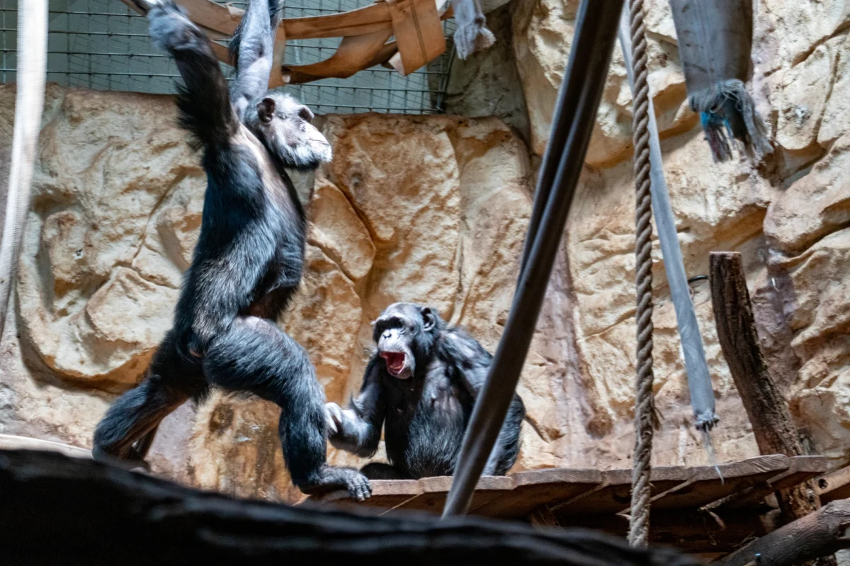 14 lipca swoje święto obchodzą nasi bliscy kuzyni... szympansy. Ten niezwykły gatunek małp ma ponad 8 mln lat historii, a wciąż - mimo rozwiniętych technologii i badań - nie wiemy o nich wszystkiego. 