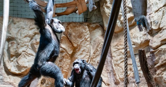 14 lipca swoje święto obchodzą nasi bliscy kuzyni... szympansy. Ten niezwykły gatunek małp ma ponad 8 mln lat historii, a wciąż - mimo rozwiniętych technologii i badań - nie wiemy o nich wszystkiego. 