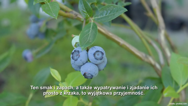 Owocom leśnym naprawdę trudno się oprzeć. Ten smak i zapach, a także wypatrywanie i zjadanie ich prosto z krzaka, to wyjątkowa przyjemność. Niestety leśna uczta może skończyć się groźną chorobą.
Bąblowica jest chorobą odzwierzęcą. Odpowiada za nią tasiemiec bąblowcowy. Zakażone lisy, wilki, jenoty wydalają jaja pasożyta, które mogą zanieczyścić leśne owoce.Na szczęście choroba nie jest zbyt częsta. Rocznie w Polsce występuje u kilkudziesięciu osób. Na połknięcie jaj tasiemca można narazić się także przez spożycie skażonych nimi warzyw, grzybów i wody.
