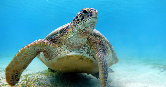 ​Co najmniej 30 martwych zielonych żółwi morskich znaleziono na plaży na japońskiej wyspie Kumejima. Część z nich była dźgnięta nożem - informuje stacja CNN za lokalnymi mediami. Policja wszczęła dochodzenie w sprawie okrucieństwa wobec zwierząt.