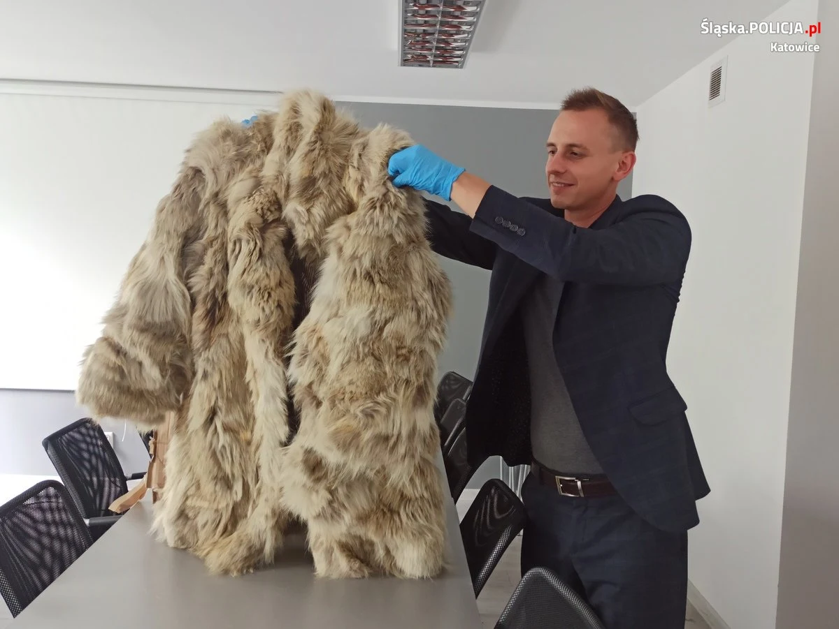 Futro z wilka kanadyjskiego wystawił do sprzedaży na aukcji internetowej młody mężczyzna. Zrobił to prośbę teściowej. Nie wiedzieli, że to nielegalne. Futro zabezpieczone przez policjantów - po wyroku sądu i decyzji ministra klimatu - będzie wykorzystywane przez funkcjonariuszy Krajowej Administracji Skarbowej w celach edukacyjnych.  