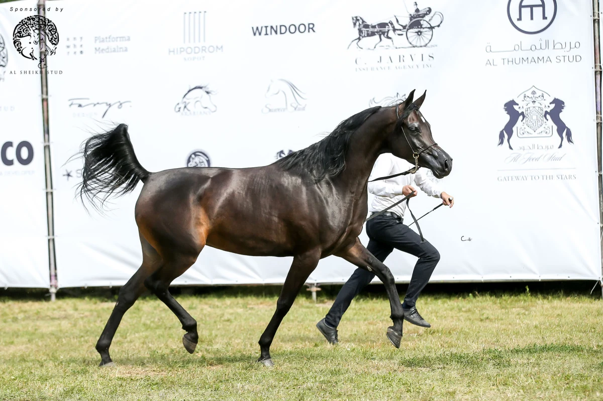 Pokaz koni arabskich czystej krwi z hodowli w Polsce i nie tylko odbędzie się w weekend na sopockim Hipodromie. Organizowane po raz trzeci wydarzenie jest afiliowane przez Europejską Organizację Konia Arabskiego.

