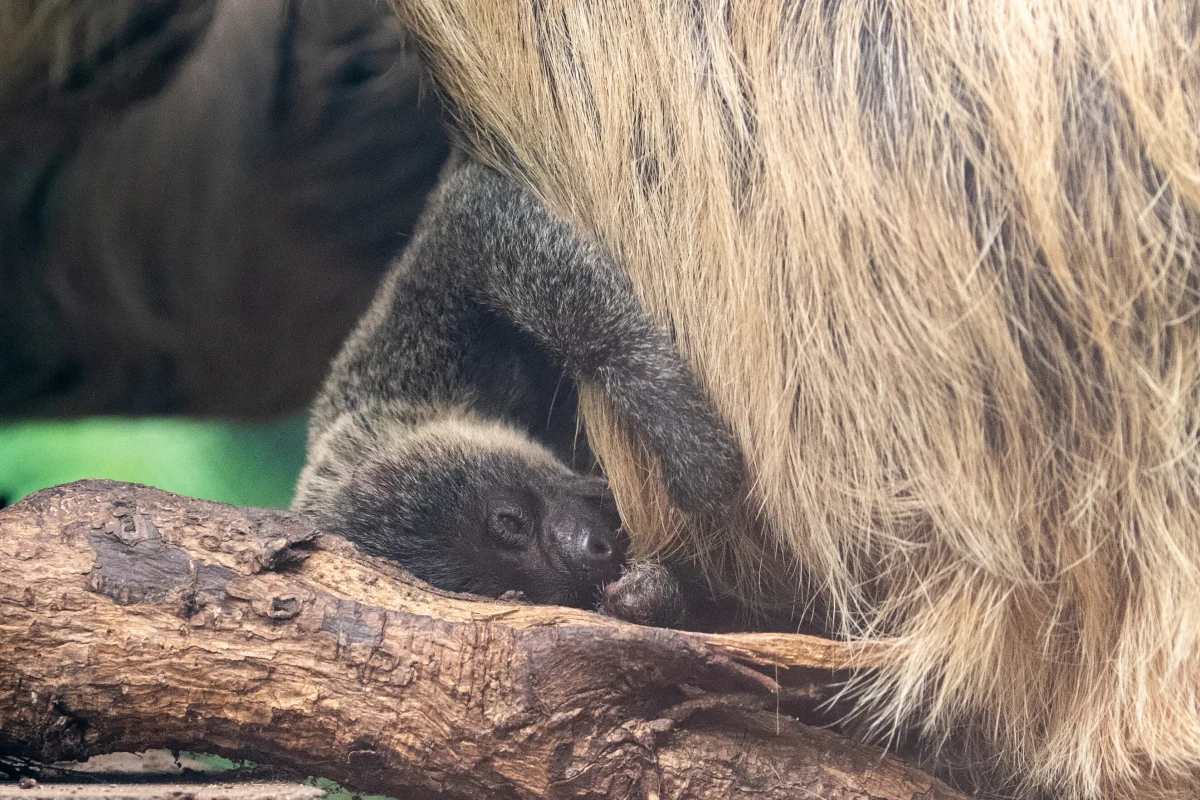 Para leniwców dwupalczastych z Ogrodu Zoologicznego w Łodzi - Lenka i Chaparro - została rodzicami. Mimo że maluch ma już 9 dni, wciąż nieznana pozostaje jego płeć, bo nieprzerwanie przebywa na brzuchu swojej mamy. Małego leniwca można oglądać w pawilonie "Wydry i mrówkojady".