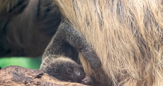 Para leniwców dwupalczastych z Ogrodu Zoologicznego w Łodzi - Lenka i Chaparro - została rodzicami. Mimo że maluch ma już 9 dni, wciąż nieznana pozostaje jego płeć, bo nieprzerwanie przebywa na brzuchu swojej mamy. Małego leniwca można oglądać w pawilonie "Wydry i mrówkojady".