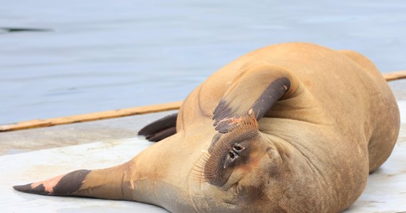 Mors, który wcześniej widziany był w kilku miejscach na południowym wybrzeżu Finlandii oraz w innych częściach Bałtyku, dziś rano pojawił się na prywatnej posesji w mieście Kotka nad Zatoką Fińską. Po wyjściu na brzeg pokonał kilkadziesiąt metrów, przewrócił trzepak, po czym położył się na trawniku – podała fińska agencja prasowa STT. Władze zastanawiają się teraz, co zrobić ze zwierzęciem.