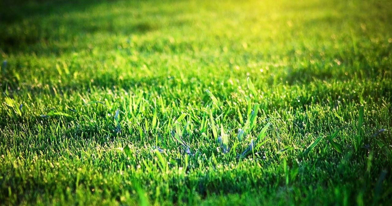Nawozisz tym trawnik? Ogrodnik łapie się za głowę i mówi o konsekwencjach