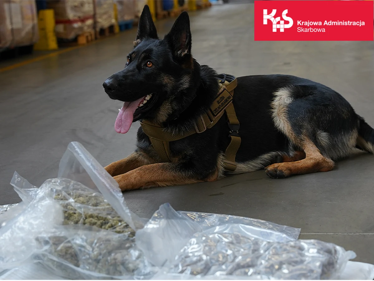 Mazowiecka Krajowa Administracja Skarbowa udaremniła przemyt narkotyków. W ich wykryciu pomógł pies służbowy Aza.
Funkcjonariusze znaleźli marihuanę w przesyłce nadanej z USA. Paczka znajdowała się w jednym z magazynów firm kurierskich.  