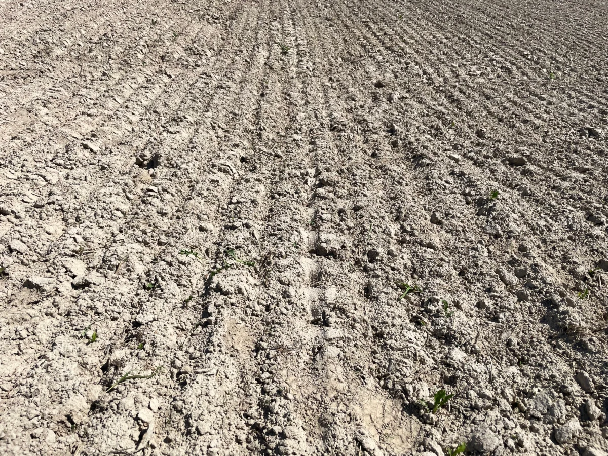 Podlubelska gmina Niemce to jeden z najbardziej wysuszonych terenów na Lubelszczyźnie. Efekty dramatycznej suszy wzmocniły tylko ostatnie upały. Rolnicy przyznają, że ich straty są duże, a część roślin jest tak wysuszona, że nawet nie nadaje się do tego, by zbierać je z pola. "Robimy, co możemy i jak umiemy najlepiej, ale susza może zniszczyć wszystko" - mówi w RMF FM Agata Szewczyk - rolniczka z Lubelszczyzny. 