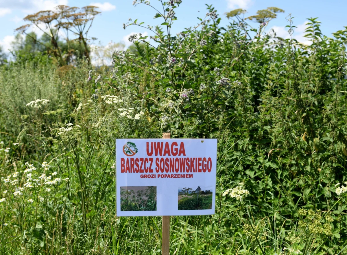 ​Na internetowej mapie występowania barszczu Sosnowskiego wciąż pojawiają się nowe siedliska tej groźnej rośliny. Warto więc sprawdzić, zwłaszcza w upały, gdy ryzyko poparzeń po zetknięciu z barszczem jest największe, czy pojawia się on w naszej okolicy lub na trasie planowanej wyprawy. W lipcu stanowisko toksycznego barszczu wykryto na warszawskiej Woli. Kilka tygodni wcześniej przy stołecznej alei Solidarności.